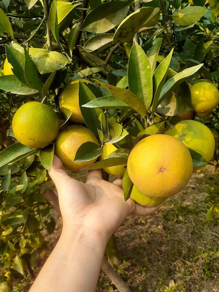 Cam Vinh_thumbnail_3