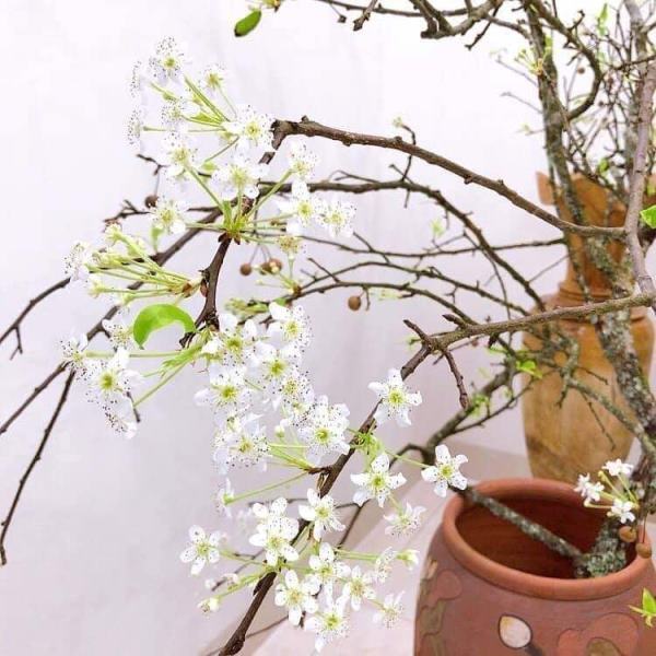 Cành Mận - Đào Tây Bắc