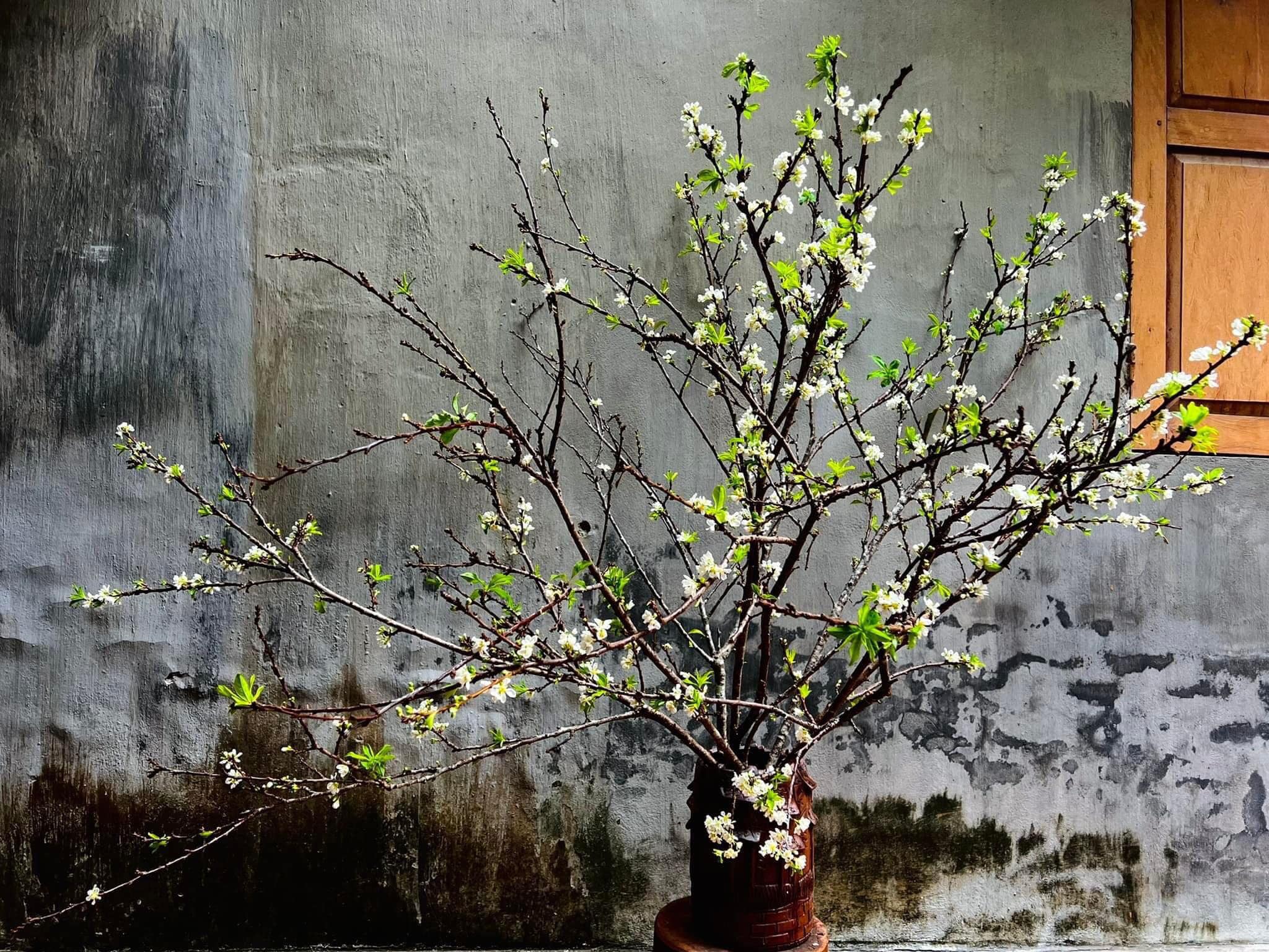 Cành Mận - Đào Tây Bắc