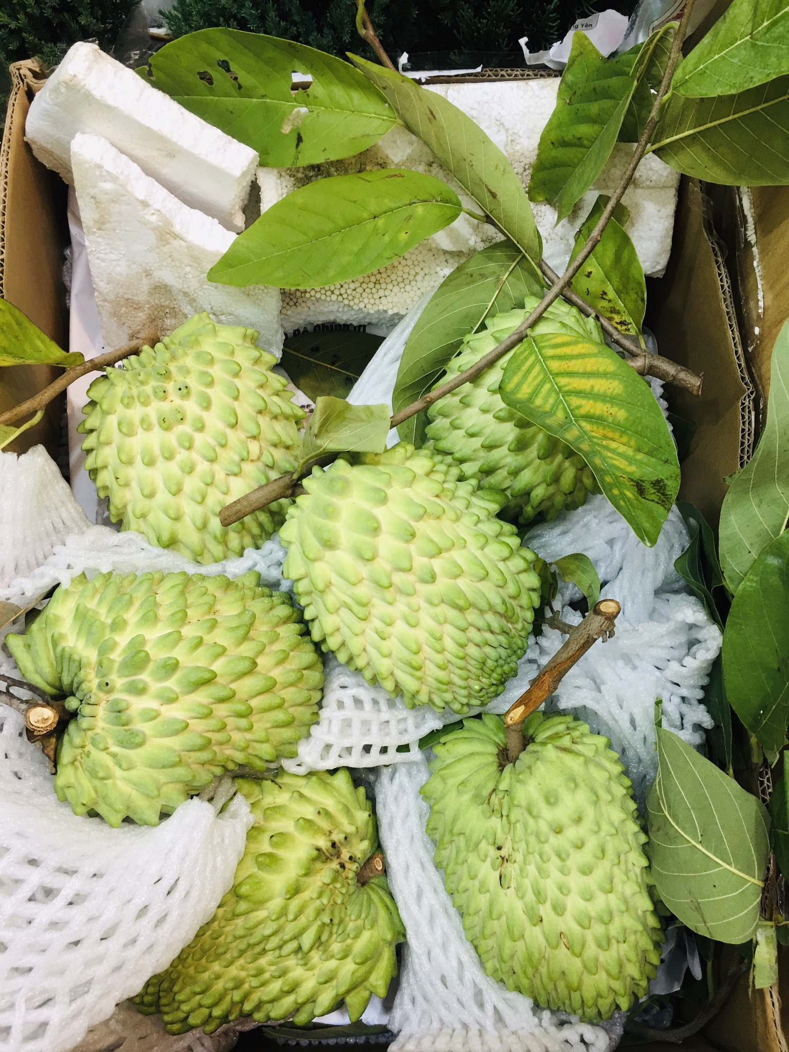 Na Sầu Riêng