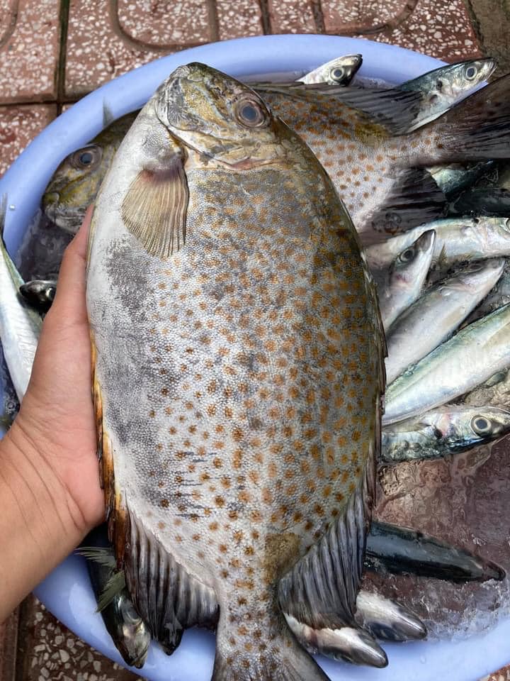 Cá Dìa Bông (1KG)