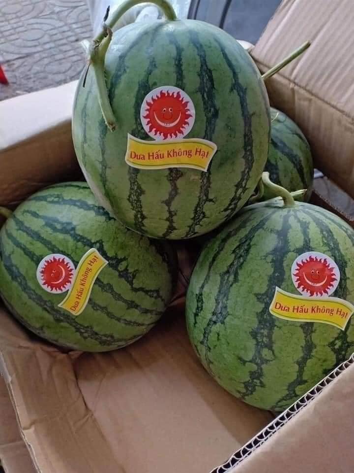 Dưa Hấu Đỏ Mặt Trời