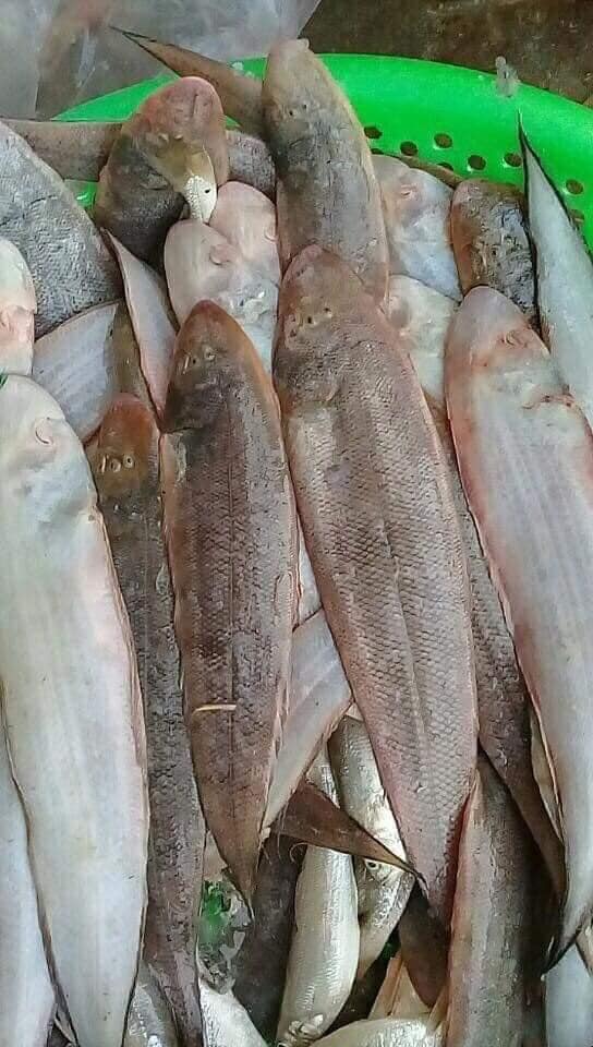 Cá Lưỡi Trâu