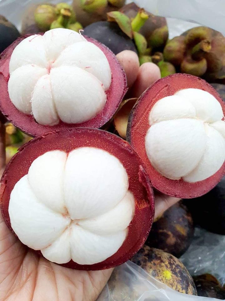 Măng Cục Thái Lan