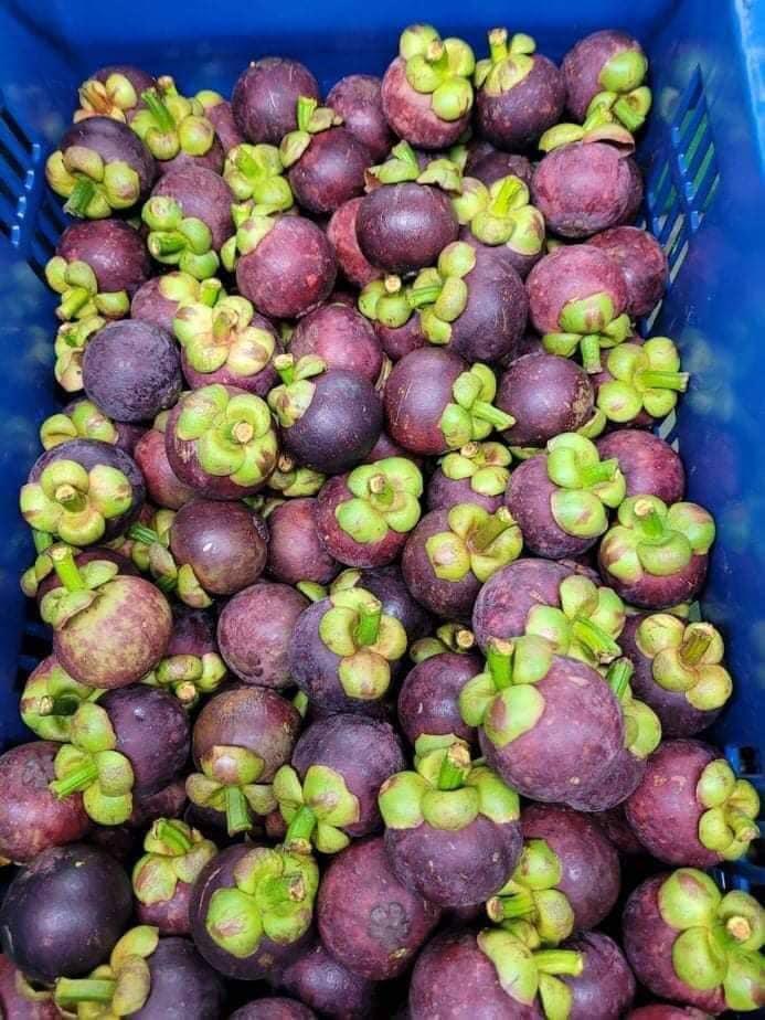 Măng Cục Thái Lan