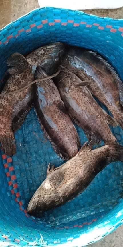 Cá Bống Mú