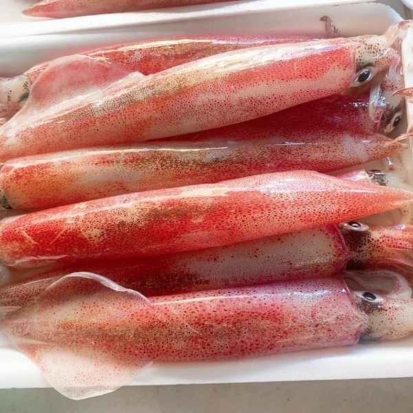 Mực Ống Ghim
