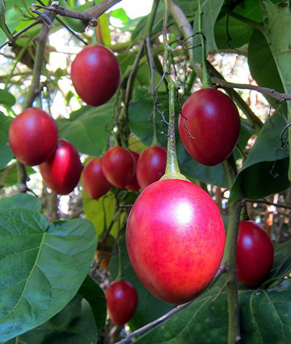 Cà Chua Thân Gỗ Tamarillo