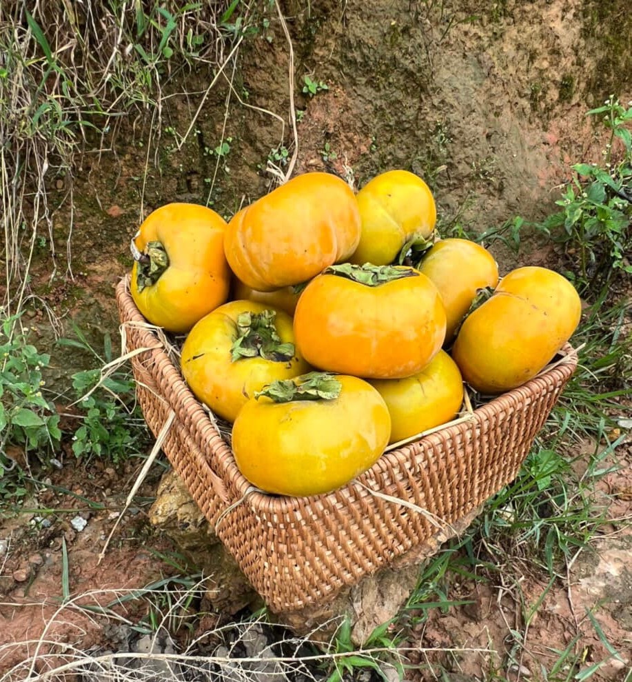 Hồng Giòn Fuji