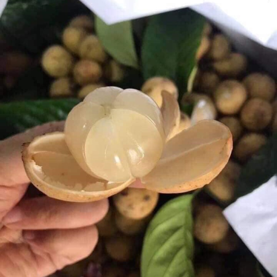 Bòn Bon Thái Lan
