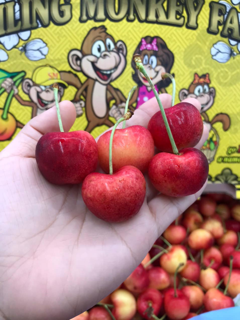 Cherry Vàng (Monkey)