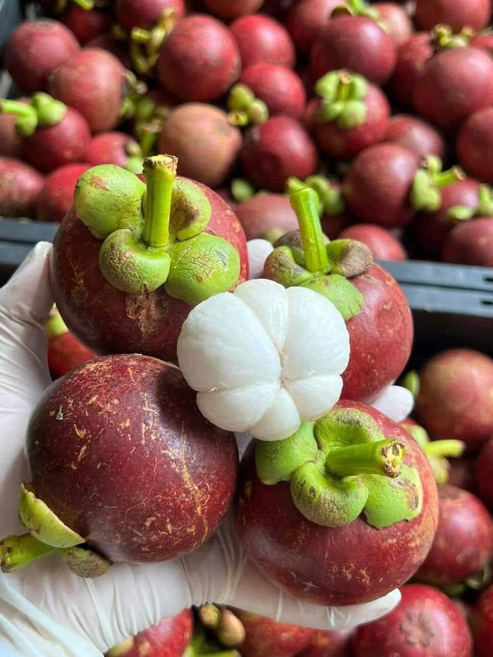 Măng Cụt Long Khánh