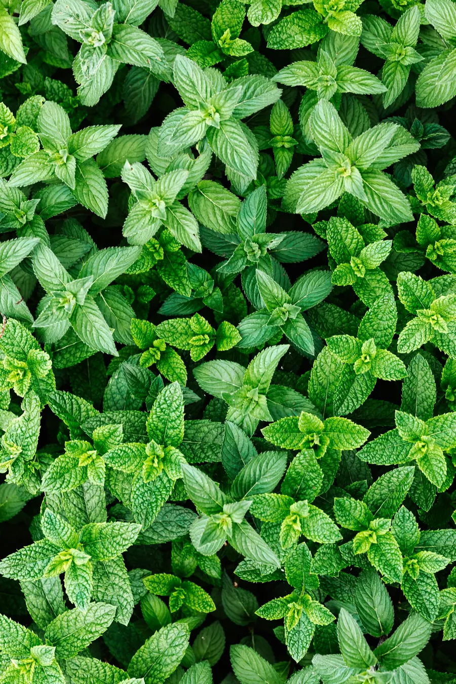 Spearmint