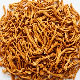 Cordyceps