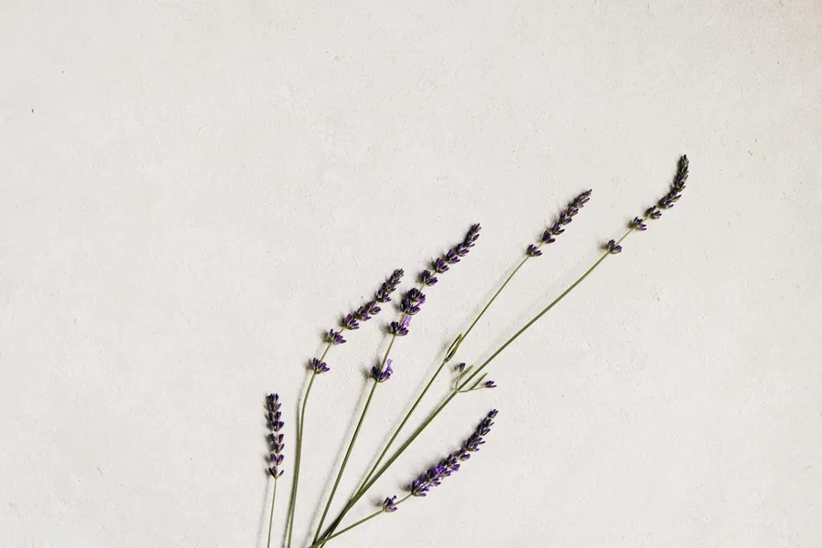 Lavender