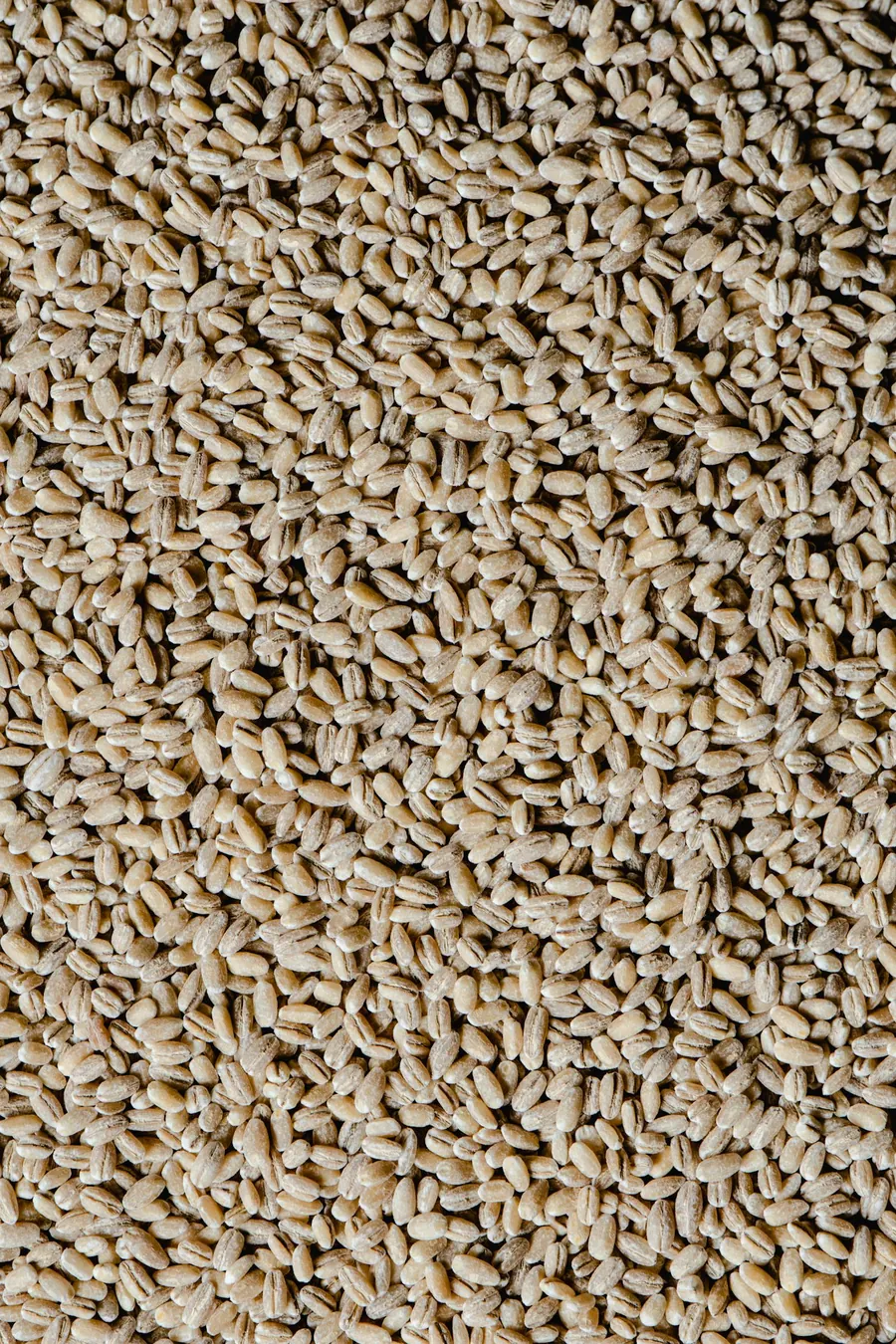 Barley