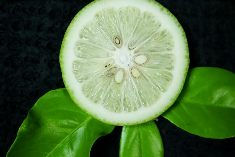 Bergamot