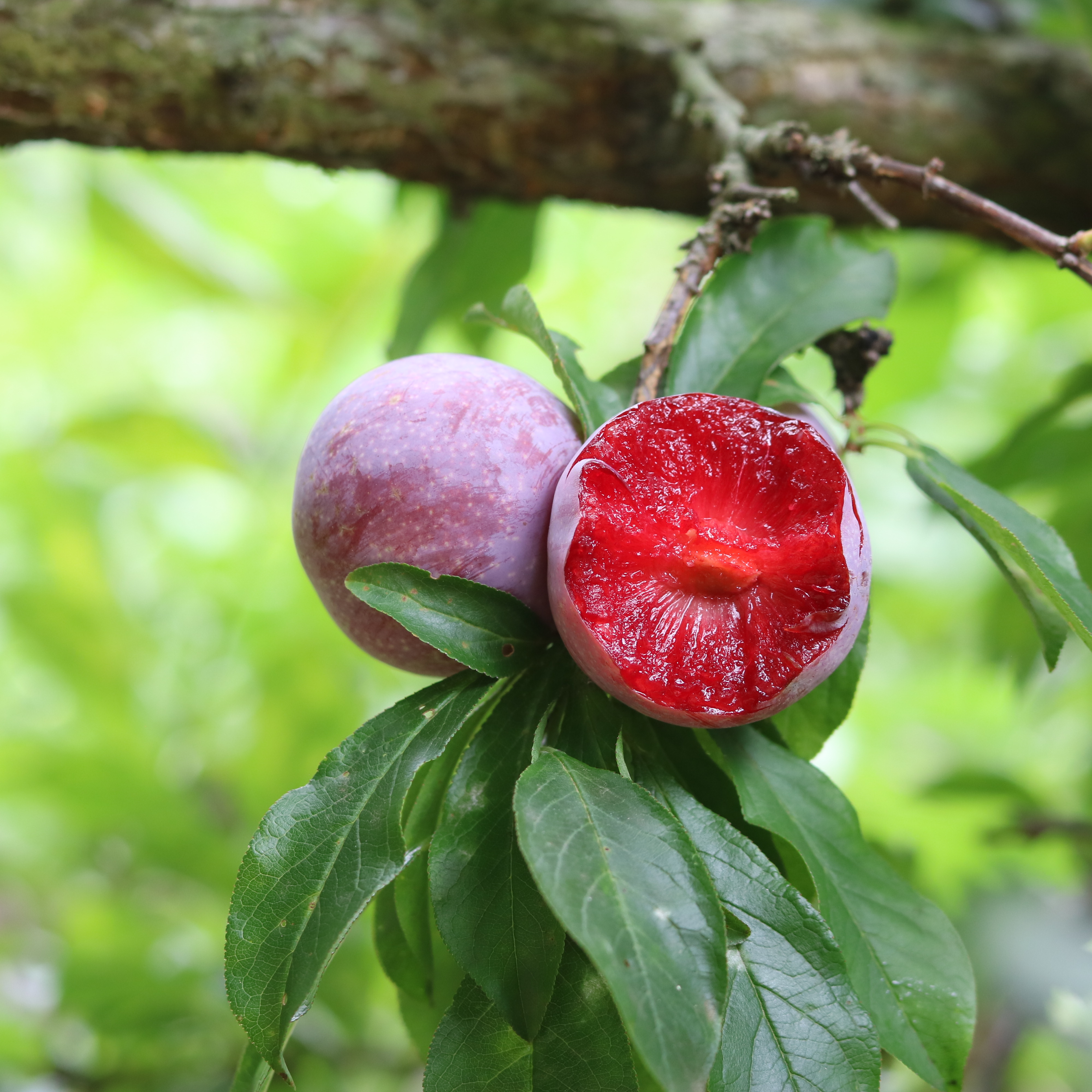 Mận hậu công nghệ cao