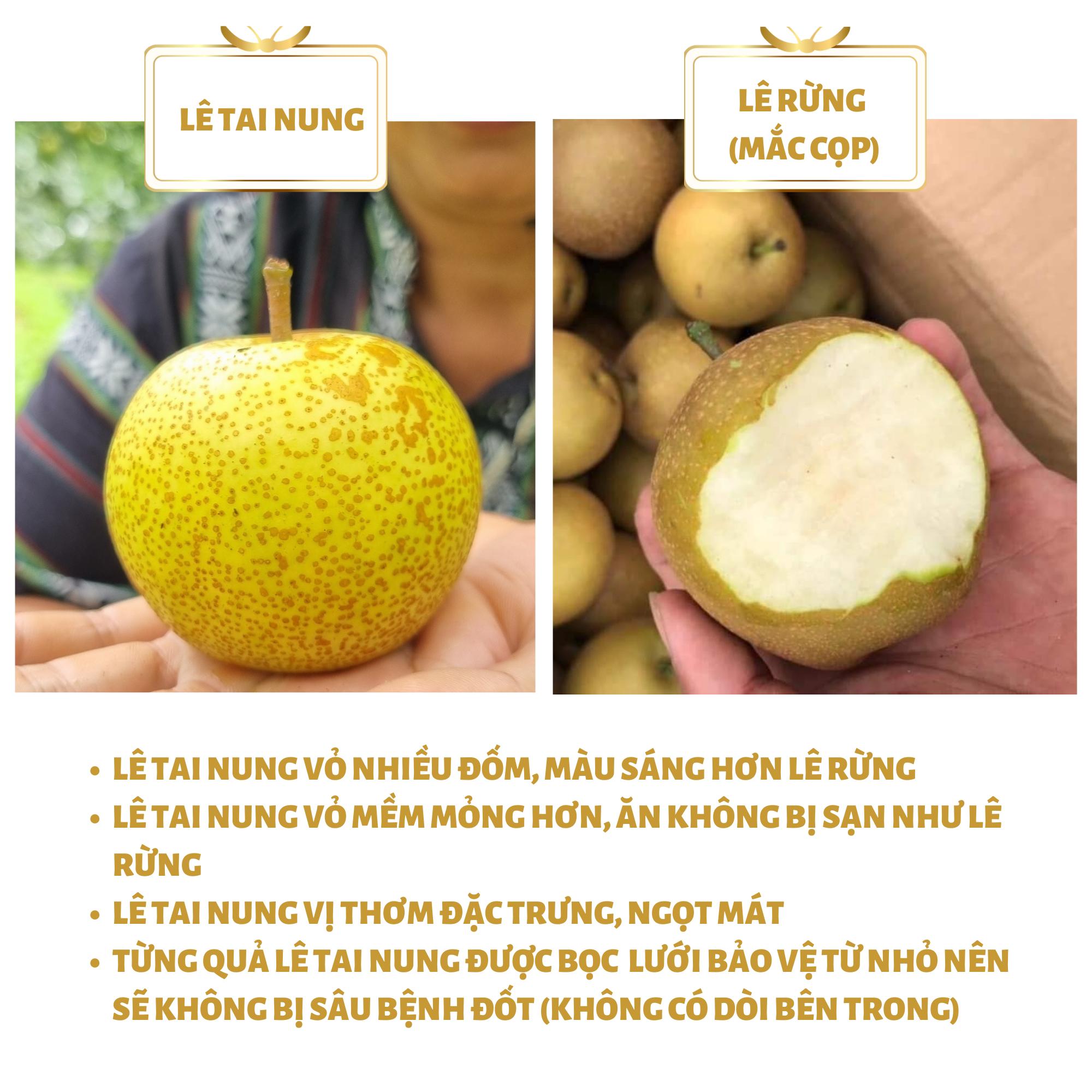 Mùa hoa lê nở