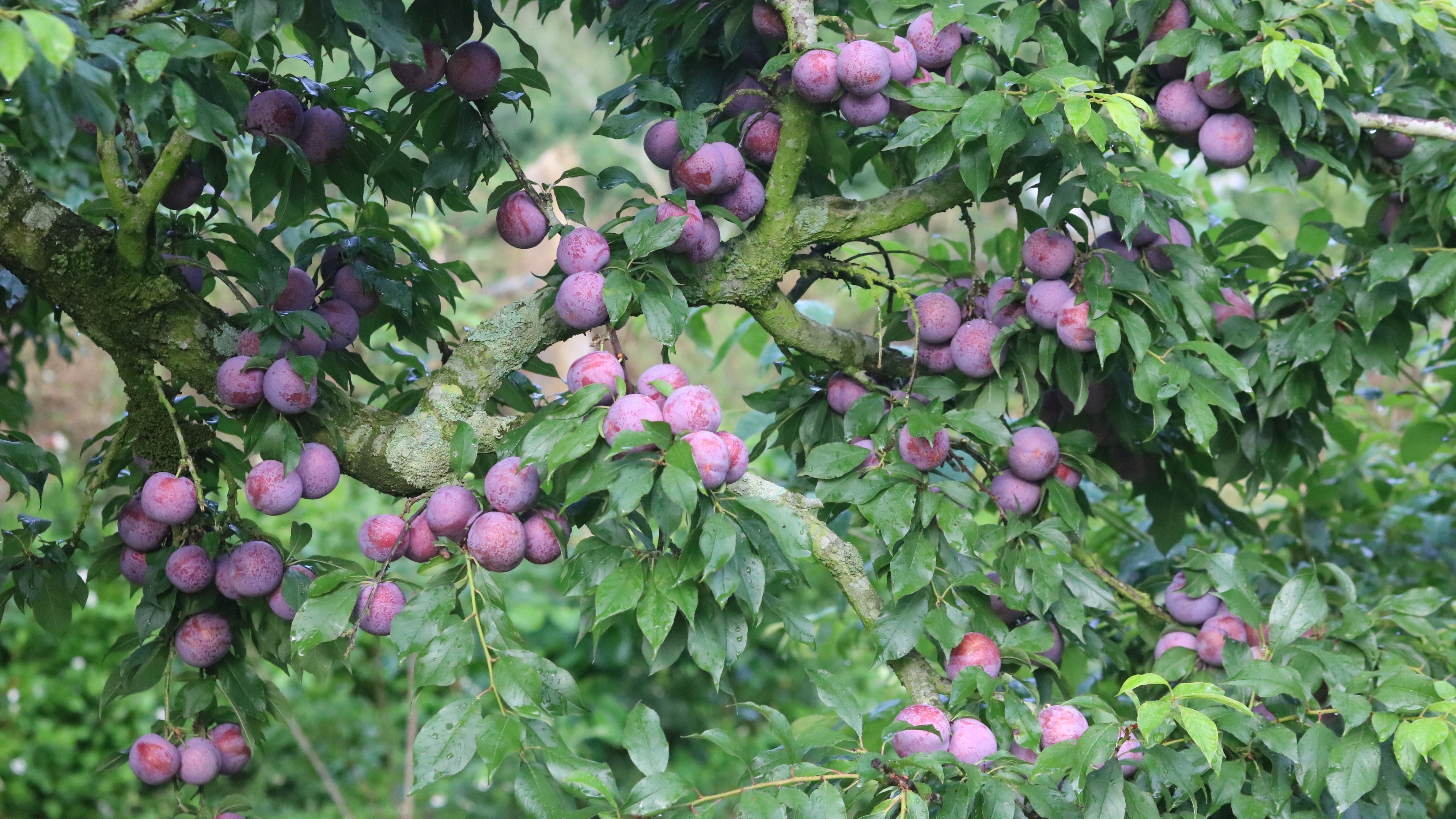Vườn mận Phiêng Khoài