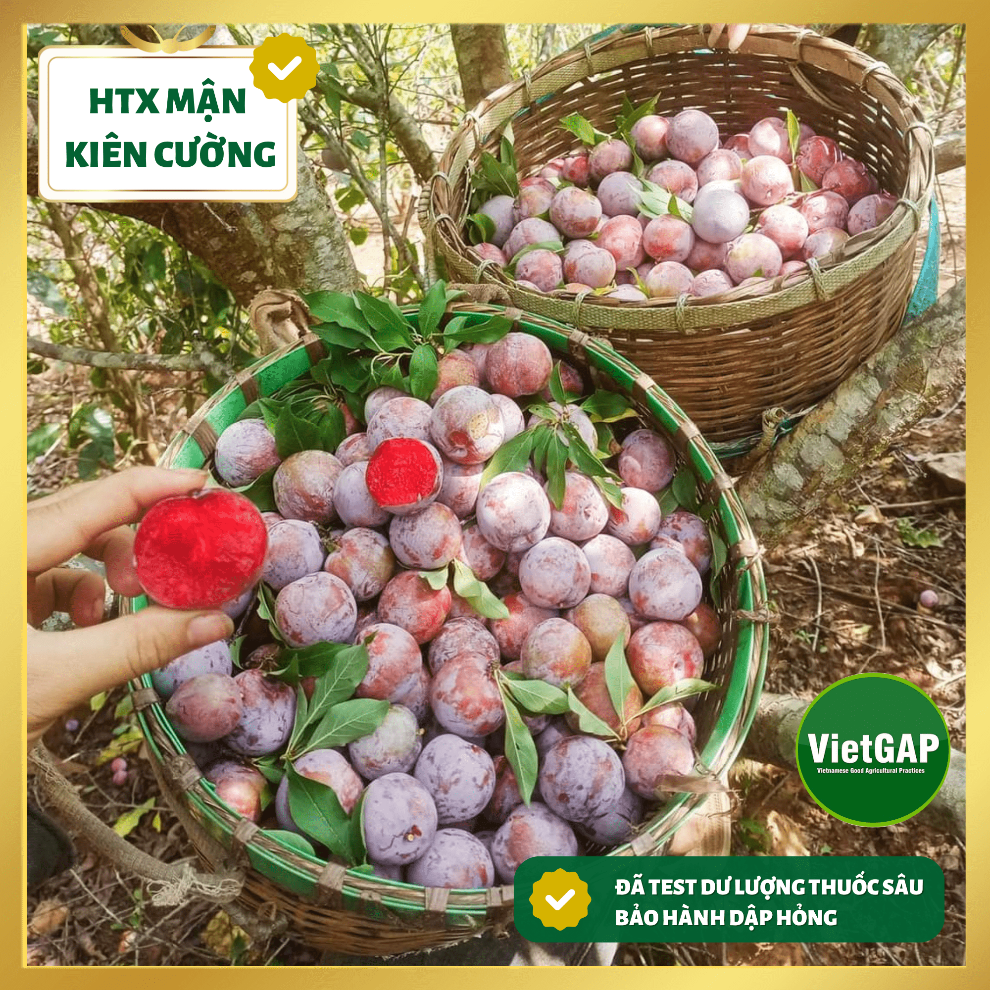 Mận hậu Phiêng Khoài