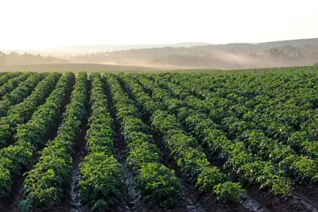 Agricultura