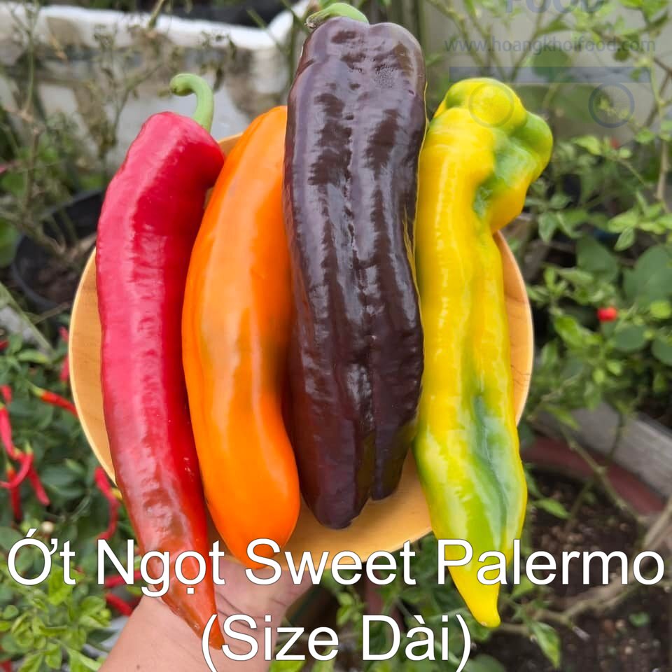 Ớt Ngọt Sweet Palermo