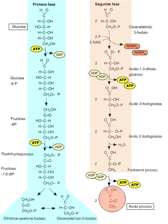 Ruta de la Glucólisis