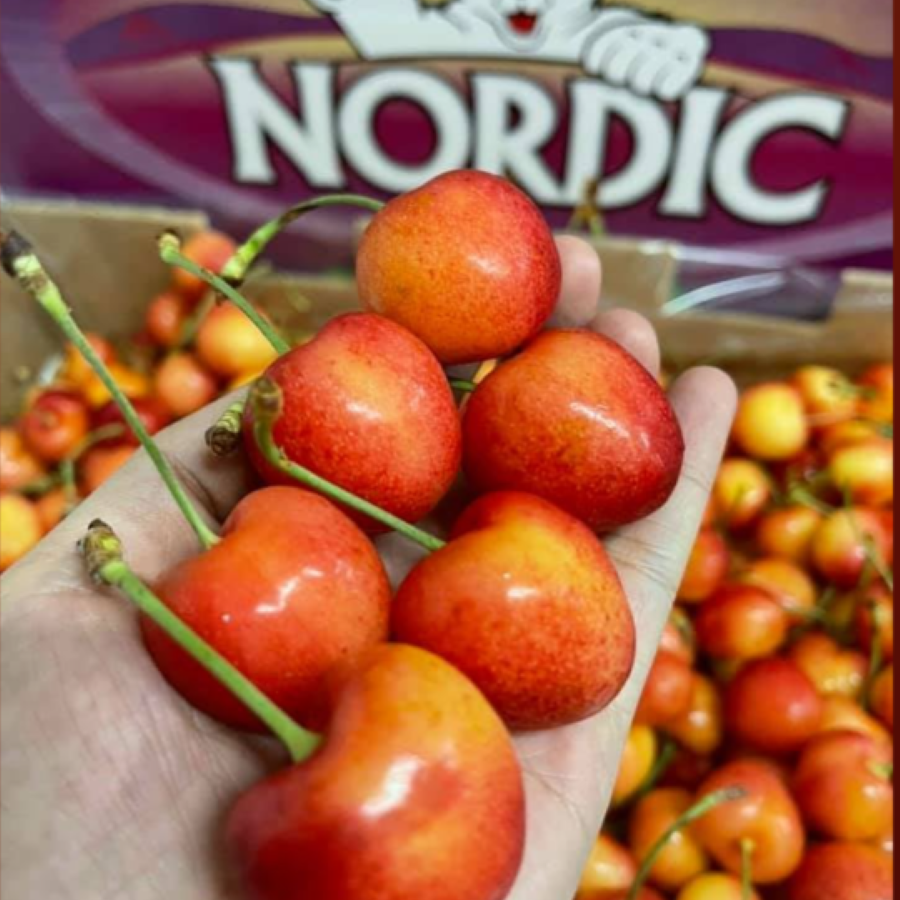 Cherry Vàng (Nordic)