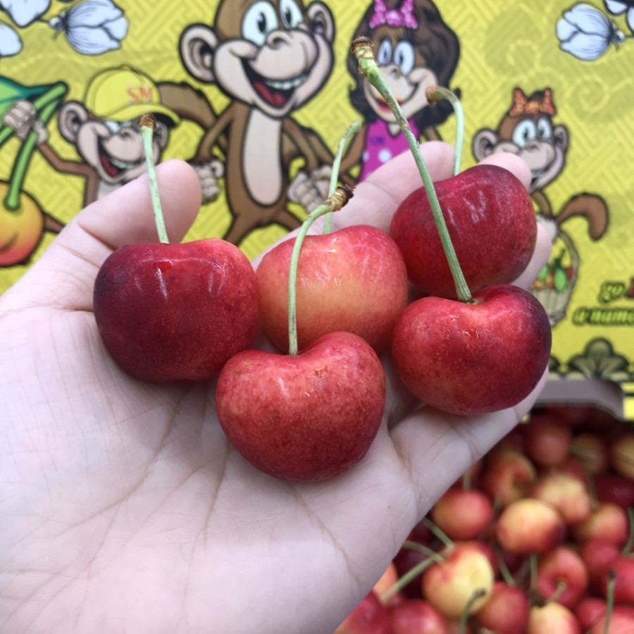 Cherry Vàng (Monkey)