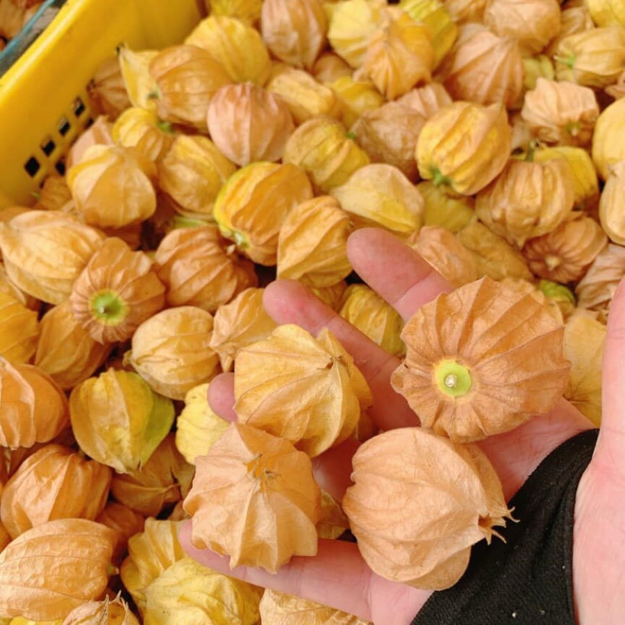 Tầm Bóp (Thù Lù) Nam Mỹ