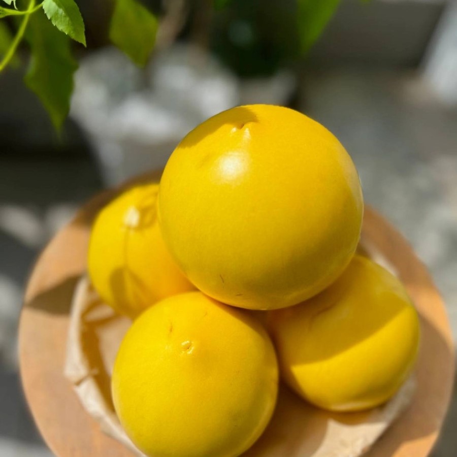 Vú Sữa Hoàng Kim
