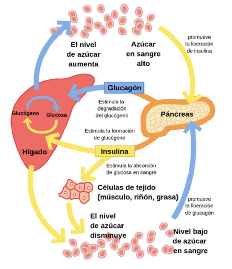 Regulación hormonal