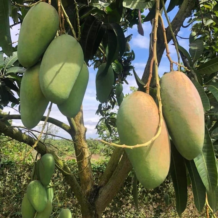 Xoài Đài Loan