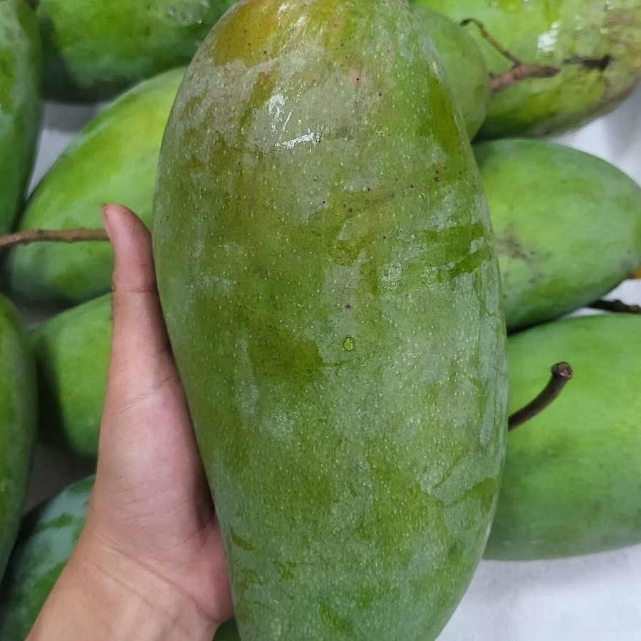 Xoài Đài Loan