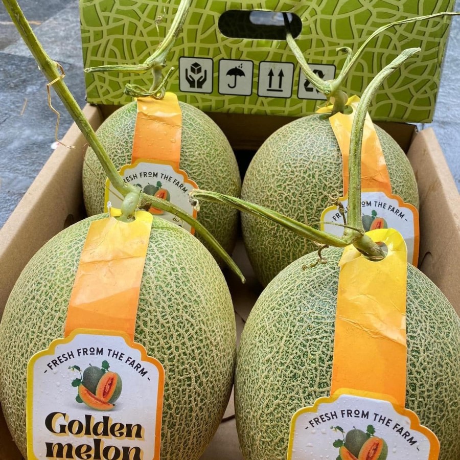 Dưa Lưới Đài Loan (Golden Melon)