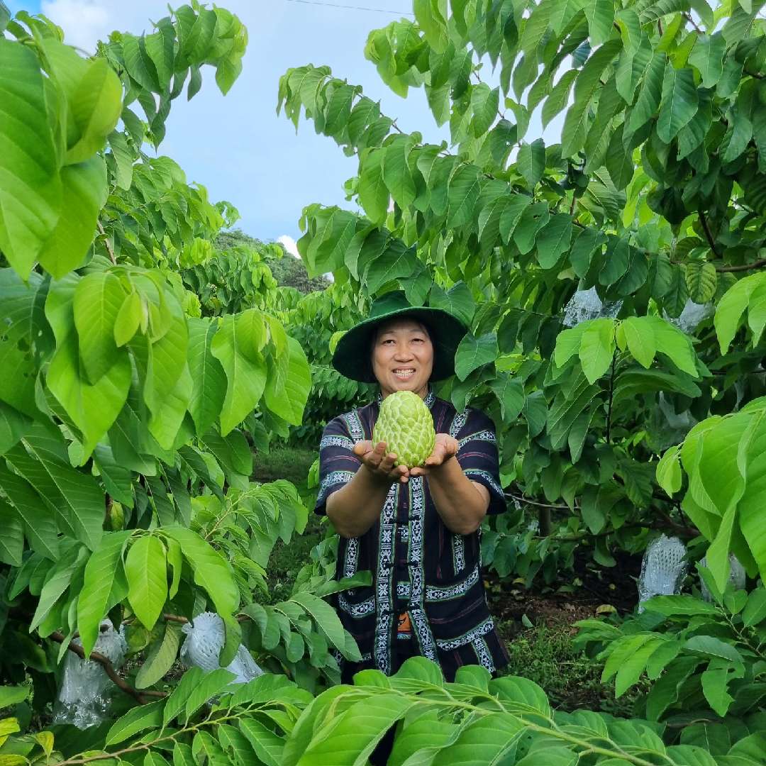 Quả Ngon Tây Bắc