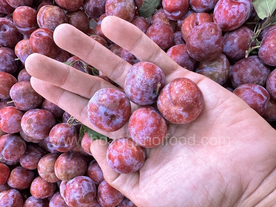 Mận Hậu Punhi