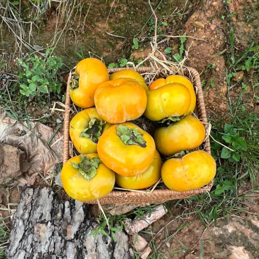 Hồng Giòn Fuji (Mộc Châu)