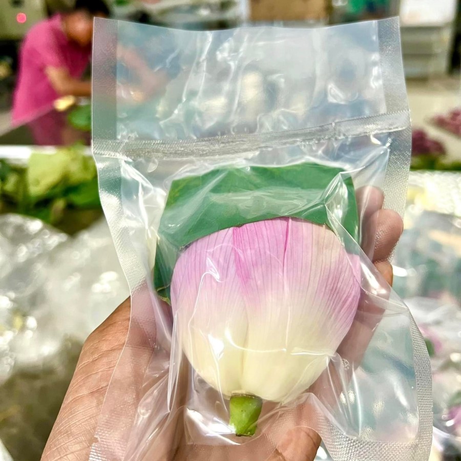 Trà ủ Hoa Sen Hồ Tây Thượng Hạng