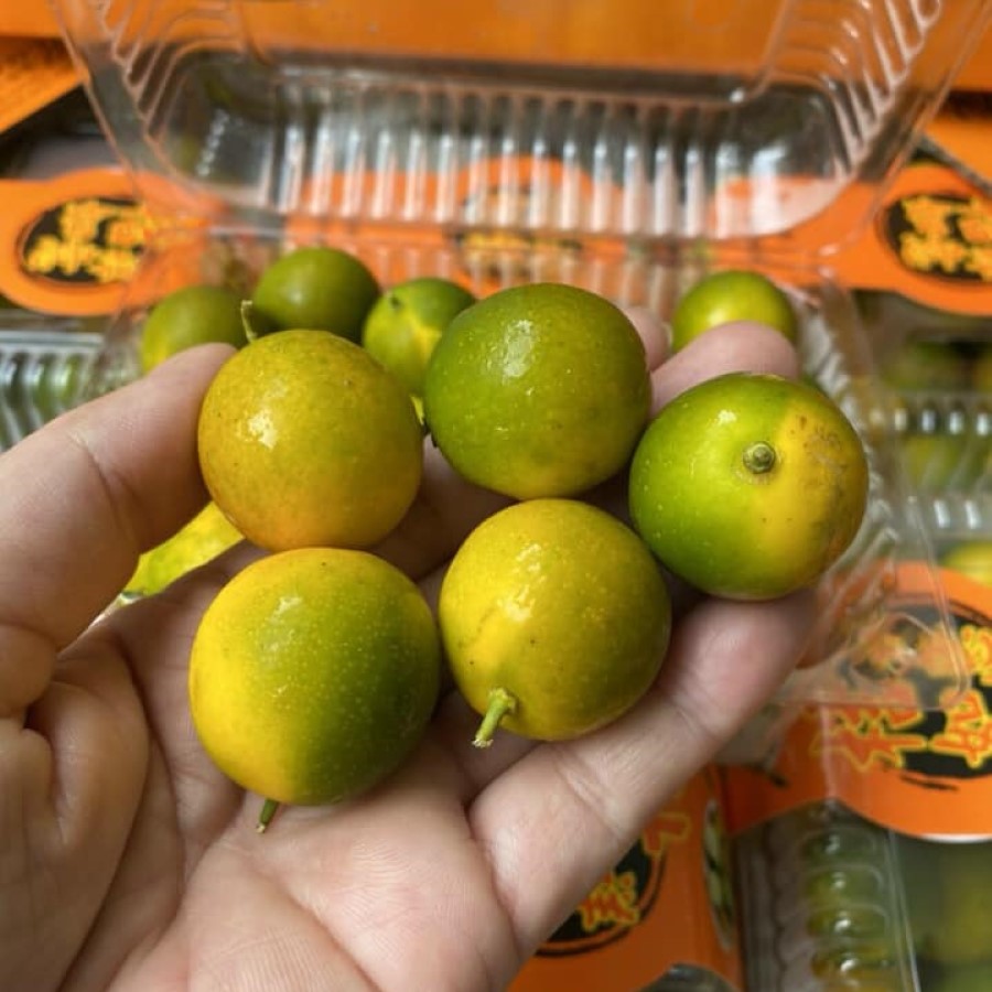 Kim Quất Đài Loan
