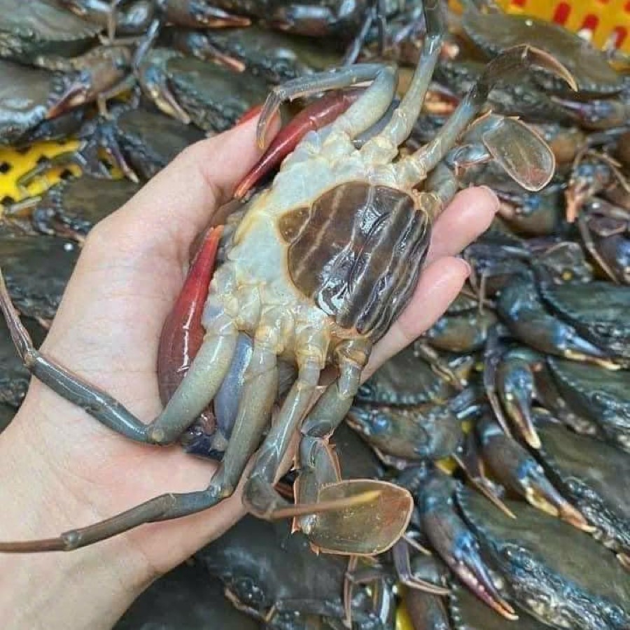 Cua Lột